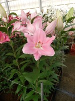 [5264 Dubrovnik No02.JPG]